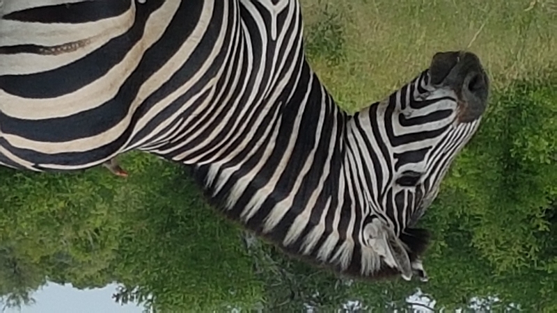 k zebra porträt kruger nationalpark südafrika
