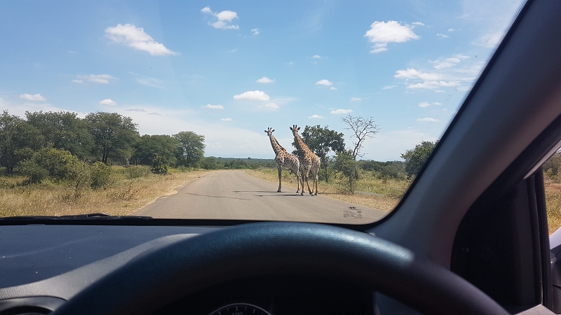 k giraffen selbstfahrer safari kruger nationalpark südafrika