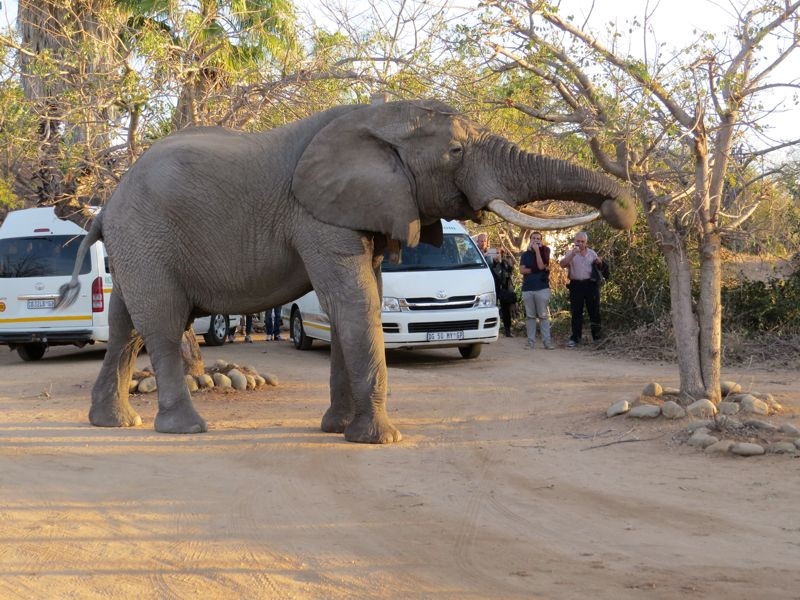 3 bis 6 tage camping elefant kruger park safari