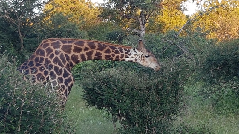 k giraffe balule südafrika