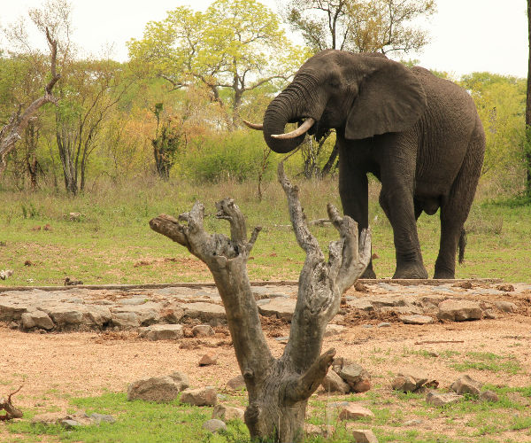 drifters kruger elefant
