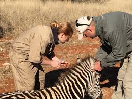 tierarzt safari südafrika