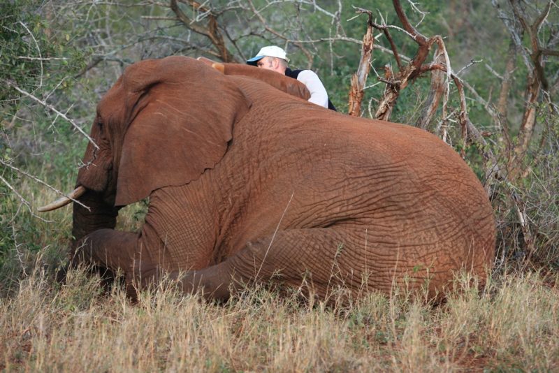 elefant immobilisierung safari tierarzt