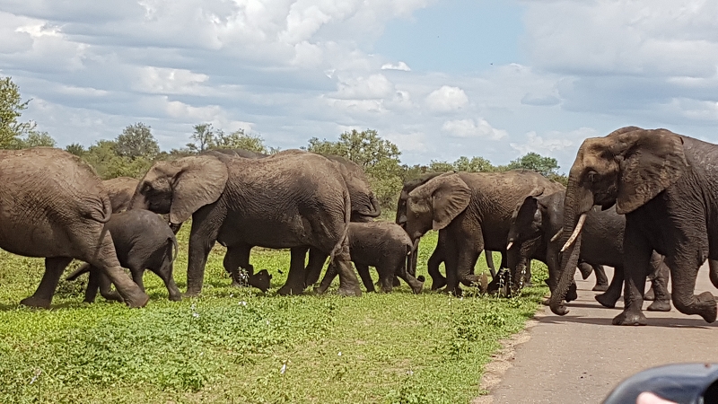 Elefanten Familie auf Safari im Kruger Nationalpark Südafrika