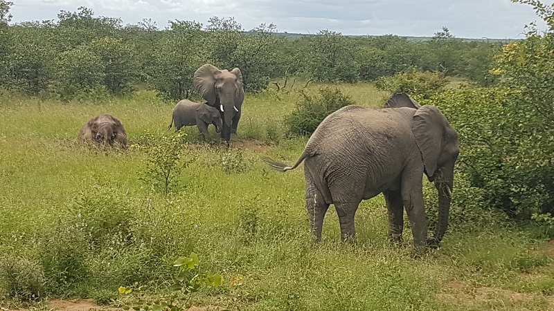k elefanten mit jungem kruger nationalpark