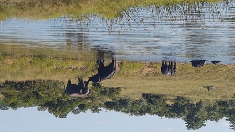 k elefanten wasserloch kruger nationalpark südafrika