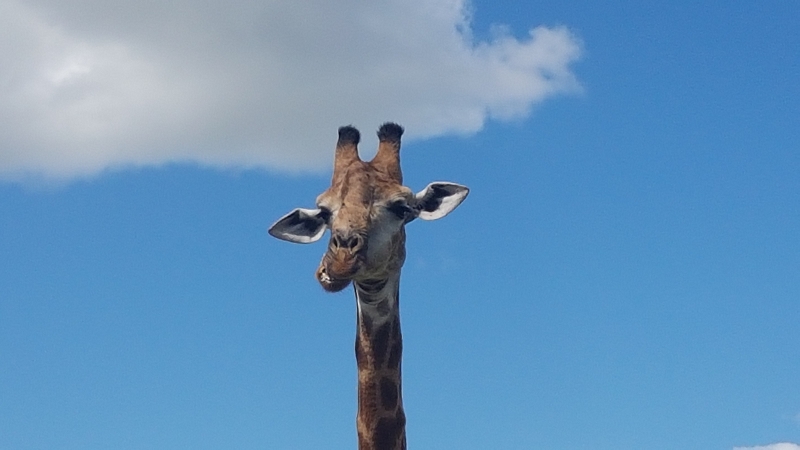 k giraffe kaut krugerpark südafrika