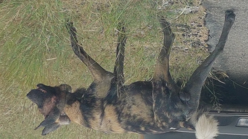 k wildhund funkhalsband kruger nationalpark südafrika Kopie