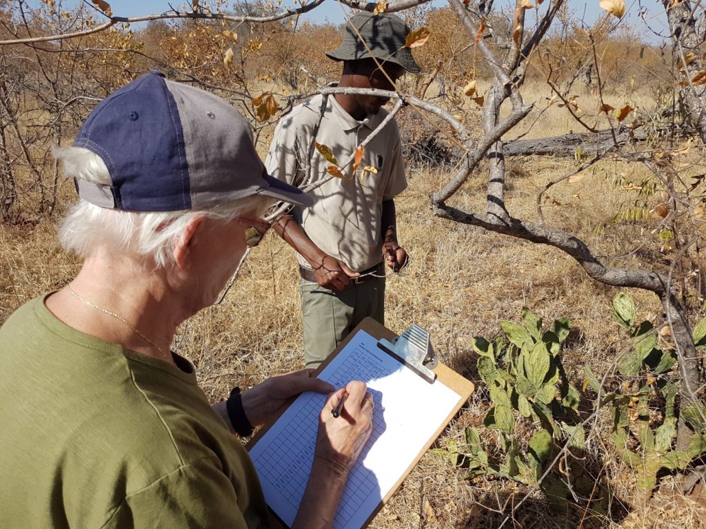 Krimi Autorin Jule Schwachhöfer aus Frankfurt kartiert Alien Pflanzen im Greater Kruger Park Südafrikas