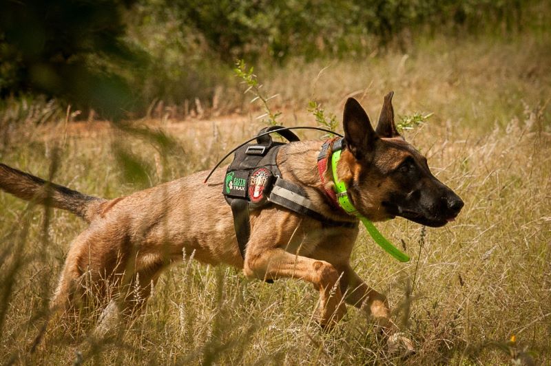 k9 safari kruger park arbeitshund im einsatz suedafrika