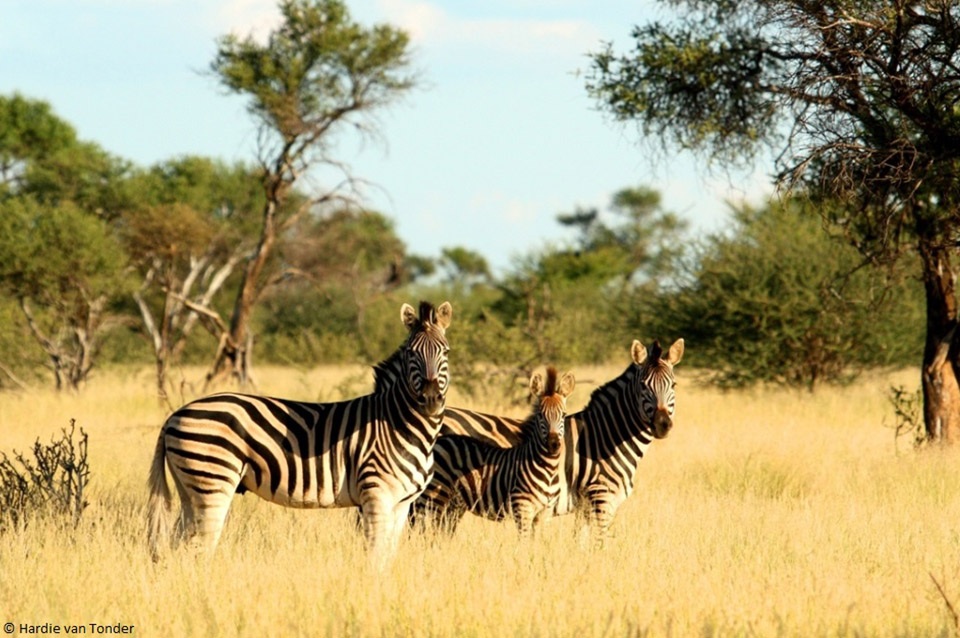 Zebra - Krugerparksafariscout.com